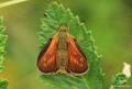 Ochlodes venatus (Orman Zıpzıpı)